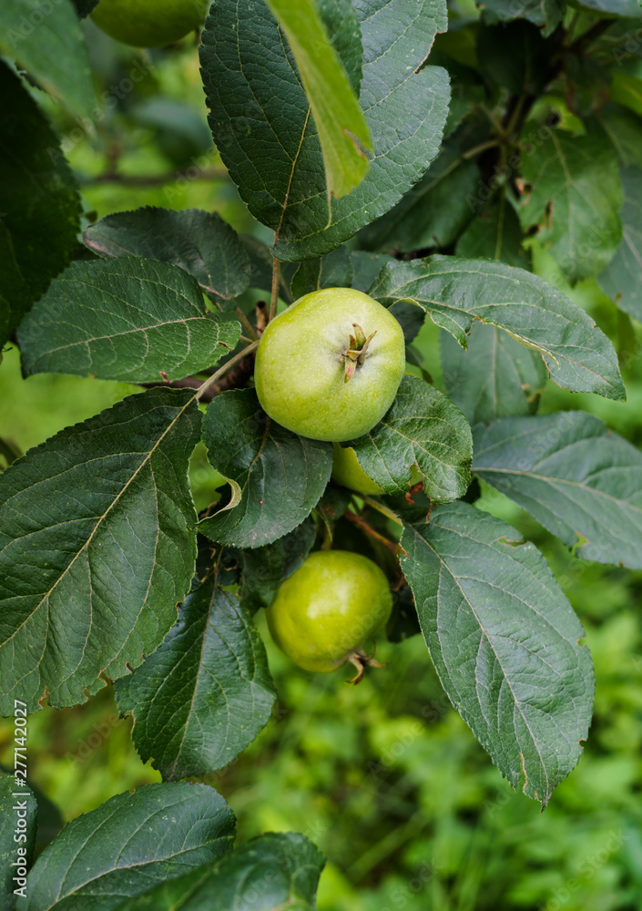 Fototapeta premium Green apples ripen on the branches of an apple tree.