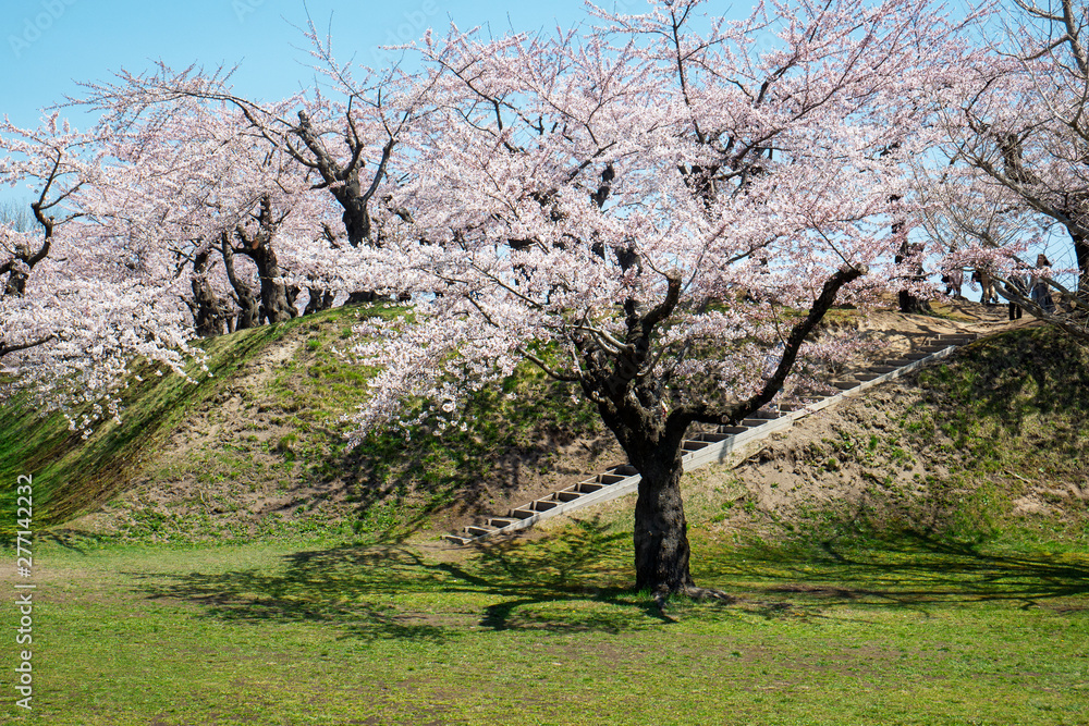 五稜郭の桜 五稜郭の桜