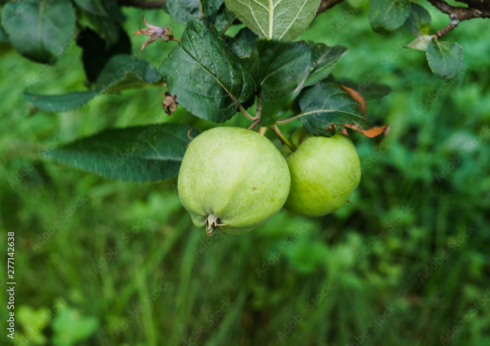 Green apples ripen on the branches of an apple tree. Green apples ripen on the branches of an apple tree.