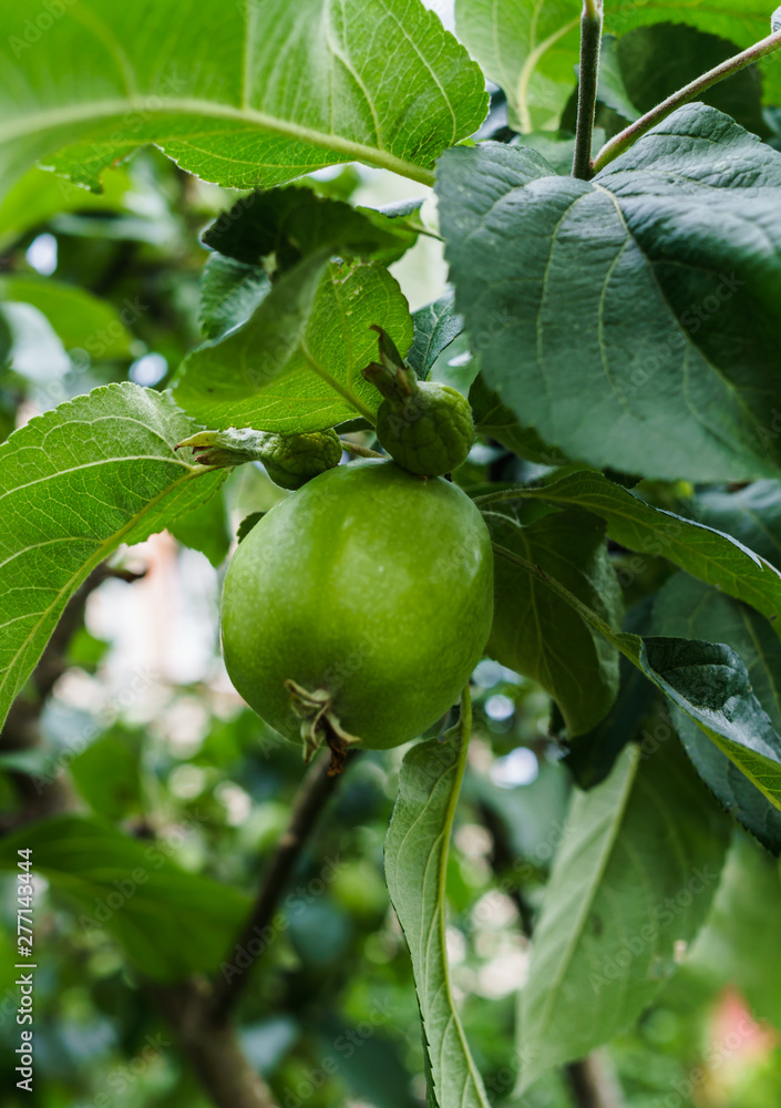 Green apples ripen on the branches of an apple tree. Green apples ripen on the branches of an apple tree.