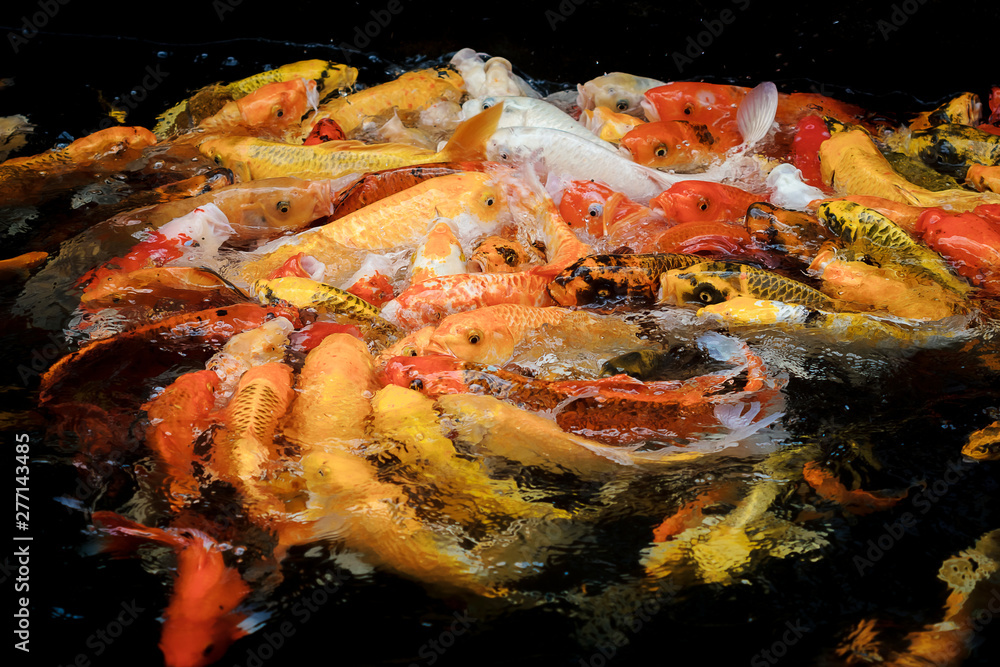 colorful koi carps surfaces in a feeding frenzy colorful koi carps surfaces in a feeding frenzy