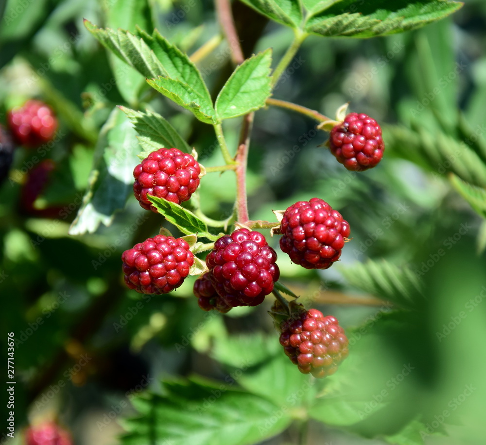 Unreife Brombeeren im Garten Unreife Brombeeren im Garten