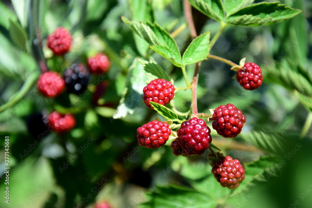 Unreife Brombeeren am Strauch - Beerenobst - Sommerfrüchte Unreife Brombeeren am Strauch - Beerenobst - Sommerfrüchte