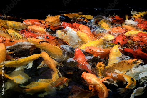 colorful koi carps surfaces in a feeding frenzy