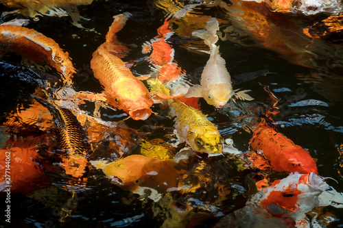 colorful koi carps surfaces in a feeding frenzy photo