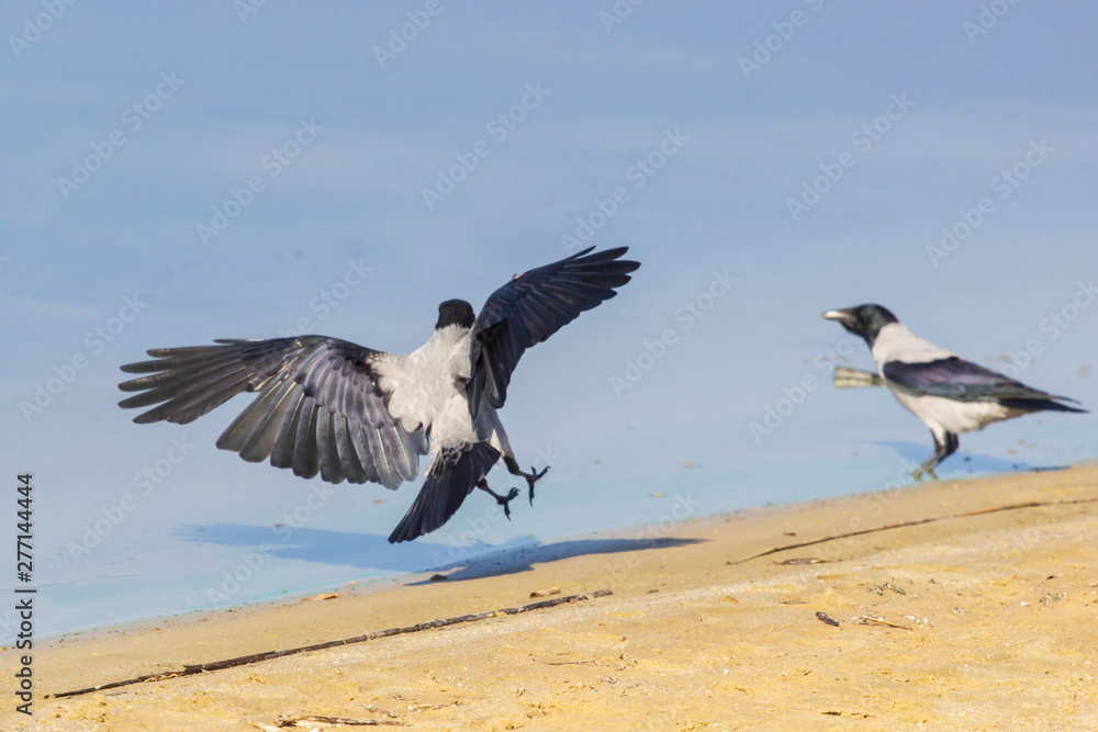 Hooded Crow (Scotch, Danish, Grey), Corvus cornix, go. Hooded Crow (Scotch, Danish, Grey), Corvus cornix, go.