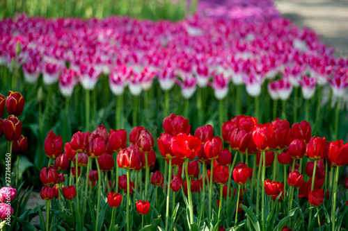 Les tulipes hollande du jardin de Keukenhof