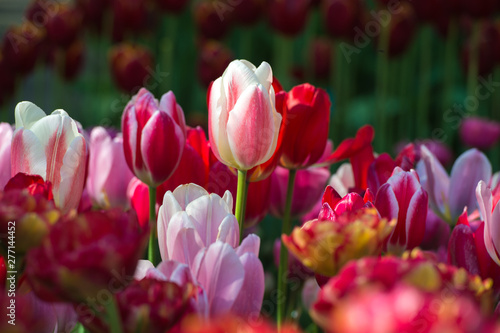 Les tulipes hollande du jardin de Keukenhof