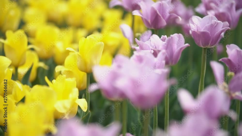 yellow tulips closeup