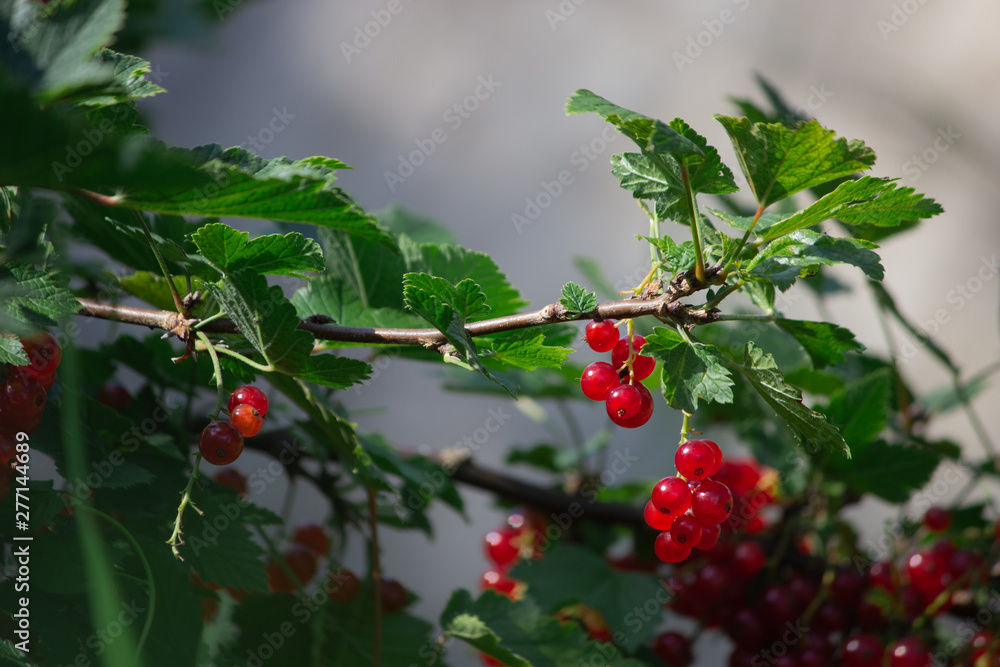 red currants hanging on a branch with green leaves red currants hanging on a branch with green leaves