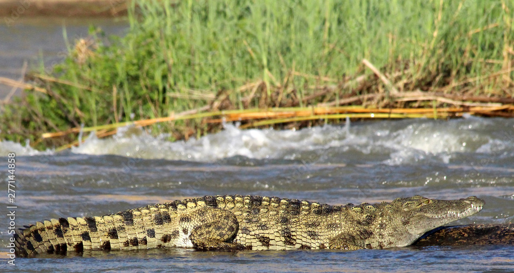 Crocodile (Crocodylus niloticus) in the middle of the river on a rock. Dangerous and ancient killers. Namibia.