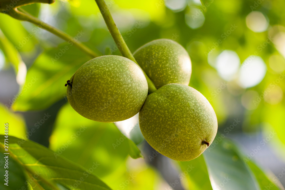 Group of macadamia nuts hanging on its tree in the plantation Group of macadamia nuts hanging on its tree in the plantation