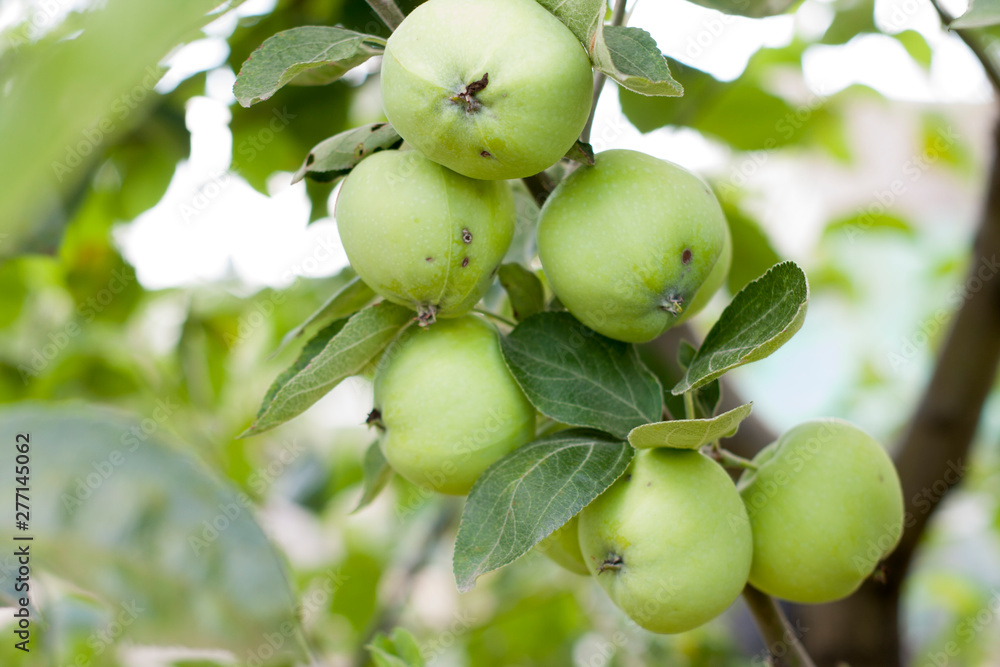 Green apples on a branch ready to be harvested, outdoors, selective focus Green apples on a branch ready to be harvested, outdoors, selective focus