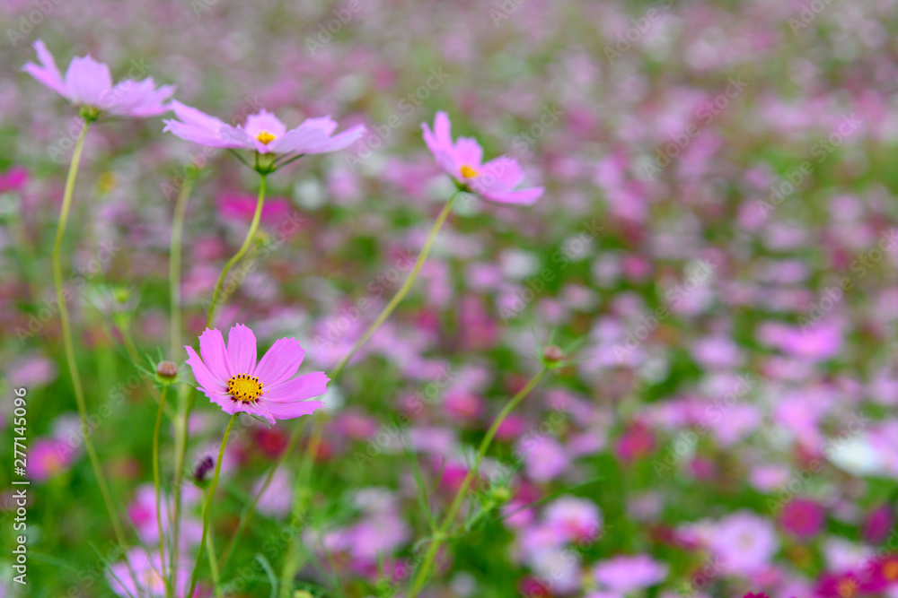 コスモスのお花畑