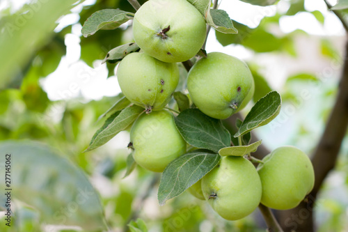 Green apples on a branch ready to be harvested, outdoors, selective focus