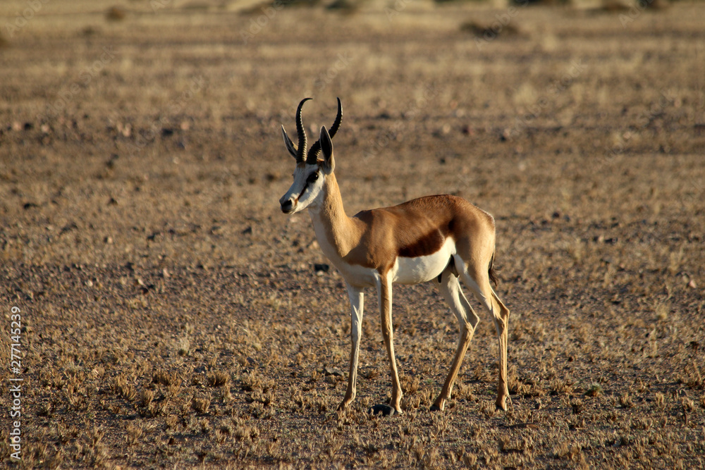 A lone springbok in the sossusvlei region of Namibia A lone springbok in the sossusvlei region of Namibia