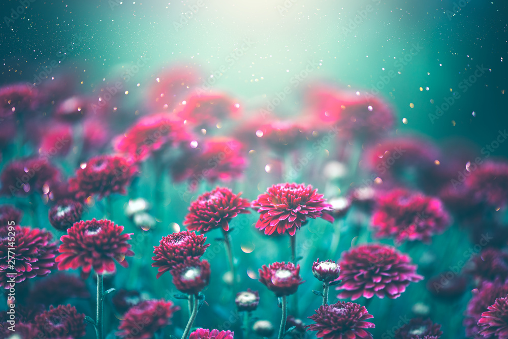 Chrysanthemum purple flowers blooming in a garden. Autumn flowers art design. Nature background Chrysanthemum purple flowers blooming in a garden. Autumn flowers art design. Nature background