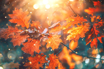 Autumn colorful bright leaves swinging on an oak tree in autumnal park. Fall  background. Beautiful nature scene