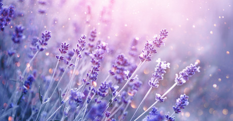 Lavender. Blooming fragrant lavender flowers on a field, closeup. Violet background of growing lavender swaying on wind. Aromatherapy