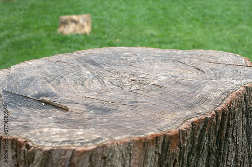 Tree trunk cut with air above and green background
