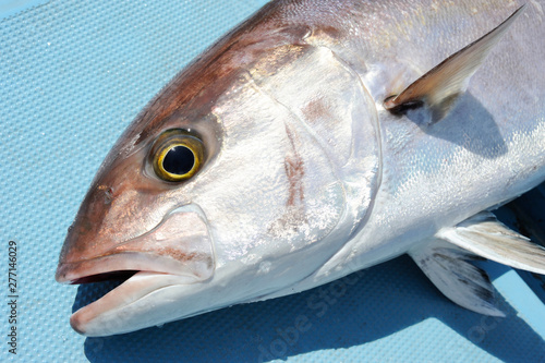 魚顔