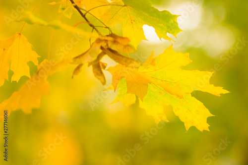 Yellow leaves on a tree. Yellow maple leaves on a blurred background. Golden leaves in autumn park. Copy space