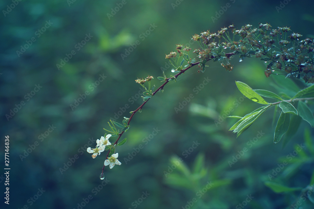 Graceful white flower leans on a long branch covered with dewdrops Graceful white flower leans on a long branch covered with dewdrops