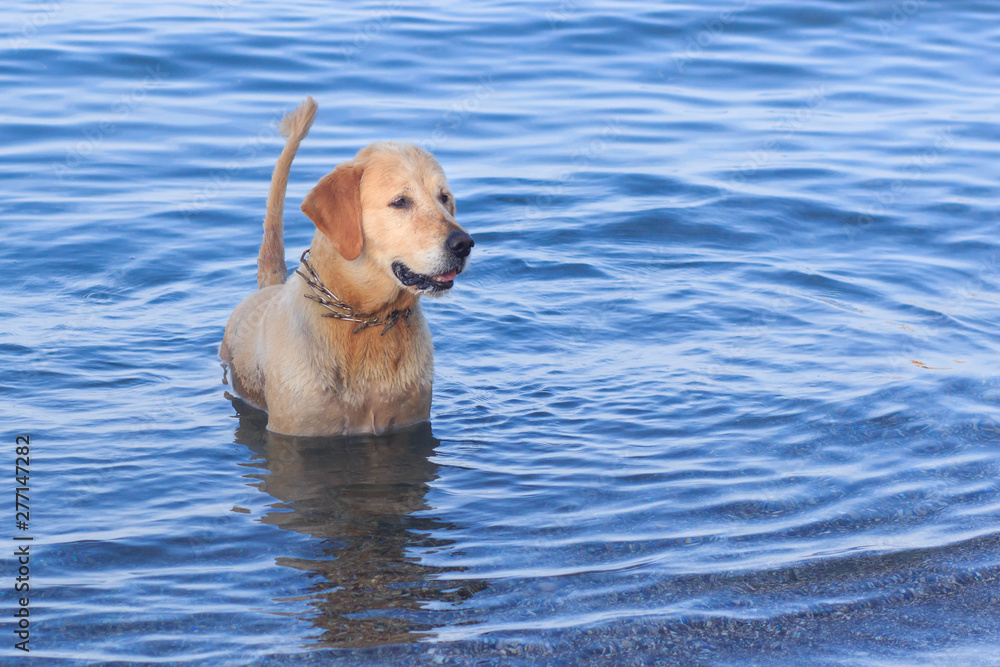 the dog in the water, swim, splash the dog in the water, swim, splash