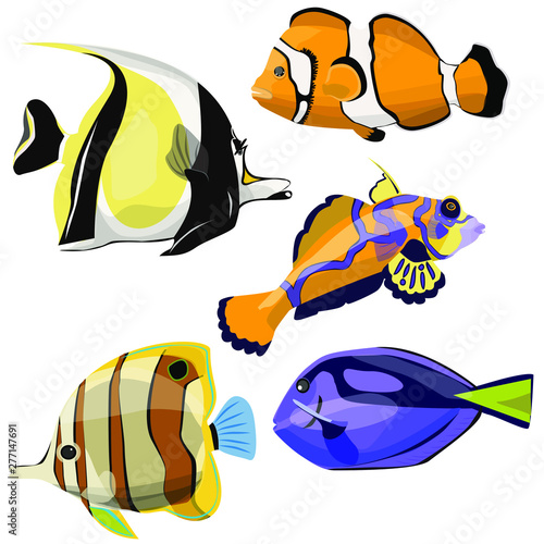 Set of beautiful sea fish. Moorish idol, paracanthurus, mandarin fish, clown fish. Isolated vector illustration.