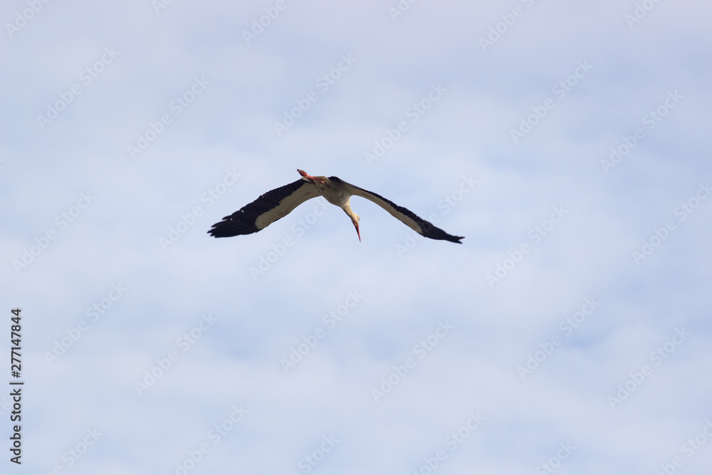 a white stork (Ciconia ciconia) flying above the nature reserve a white stork (Ciconia ciconia) flying above the nature reserve