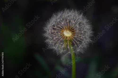 Dandelion seeds in the sunlight blowing away across a fresh green morning background