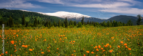 summer landscape with snow-capped mountains and flowers, Russia, Altai, June photo