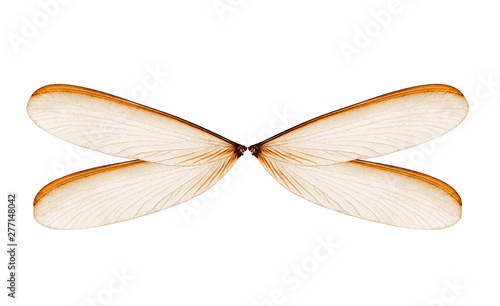 wings of insects (termite or alates) isolated on white background