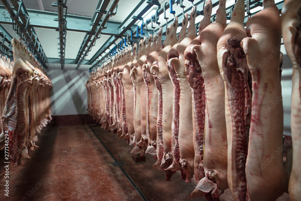 Meat industry. Cold storage area of food processing plant with pig carcass cut in half hanging