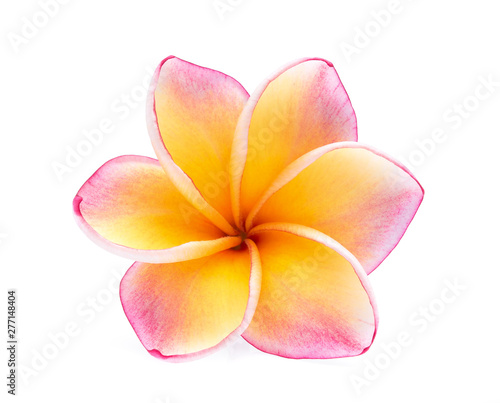 single frangipani flower isolated on white background