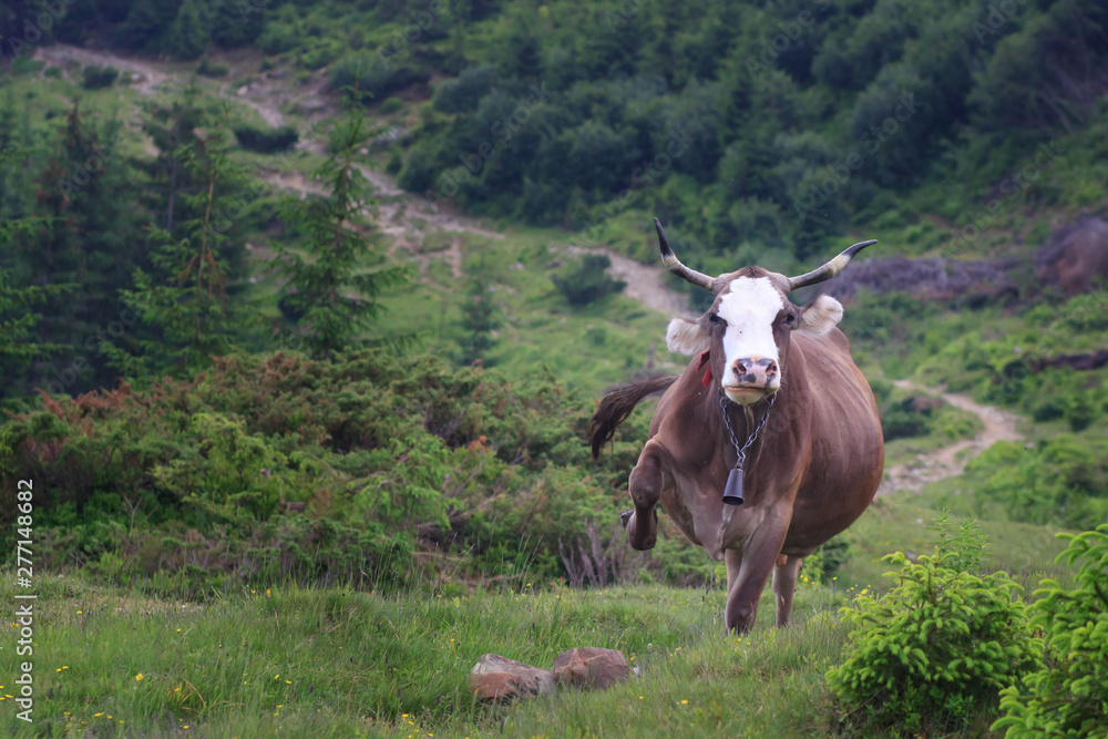Naklejka premium Happy jumping cow in the meadow in alpine