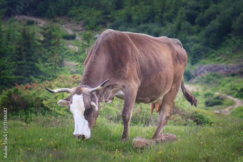 Cows in the Carpathian Mountains