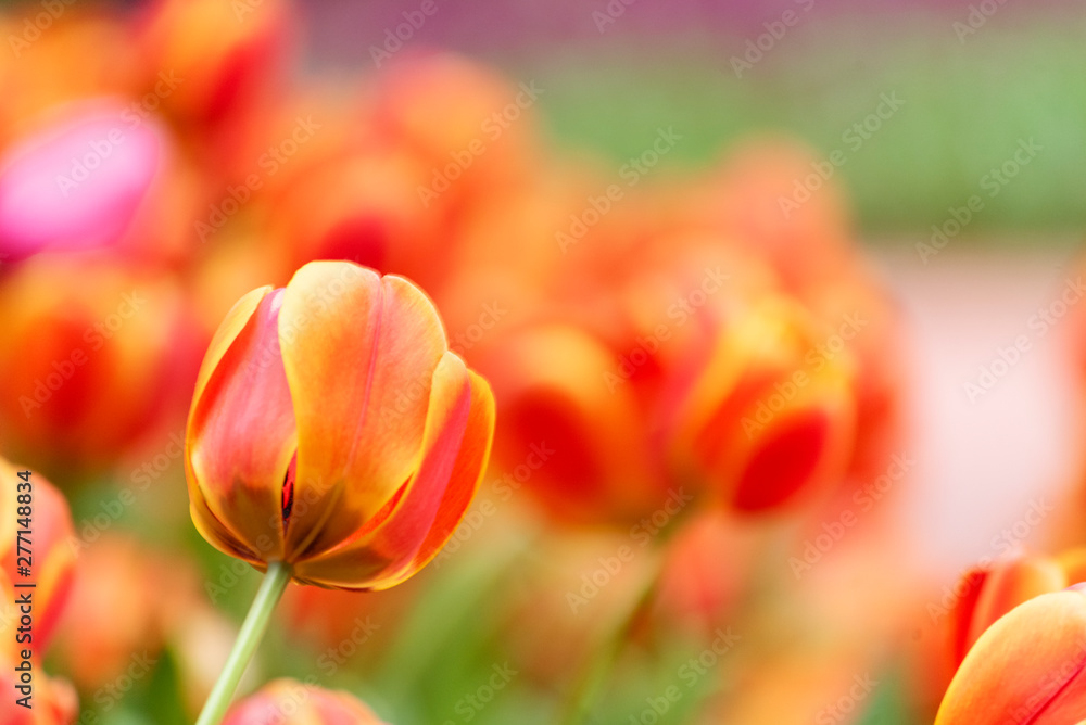 Vibrant Yellow Tulip bright spring flower with copy space for web banner and invitation card display design in summer time. Tulips floral bloom in spring flower garden with green nature. Vibrant Yellow Tulip bright spring flower with copy space for web banner and invitation card display design in summer time. Tulips floral bloom in spring flower garden with green nature.