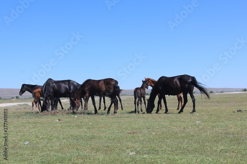 herd of horses on pasture © Yunzile
