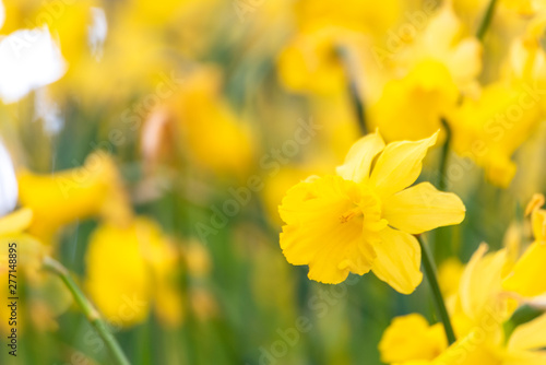 Daffodils bright spring yellow flower with copy space for web banner and invitation card display design. Daffodils floral bloom in spring flower garden with green nature.