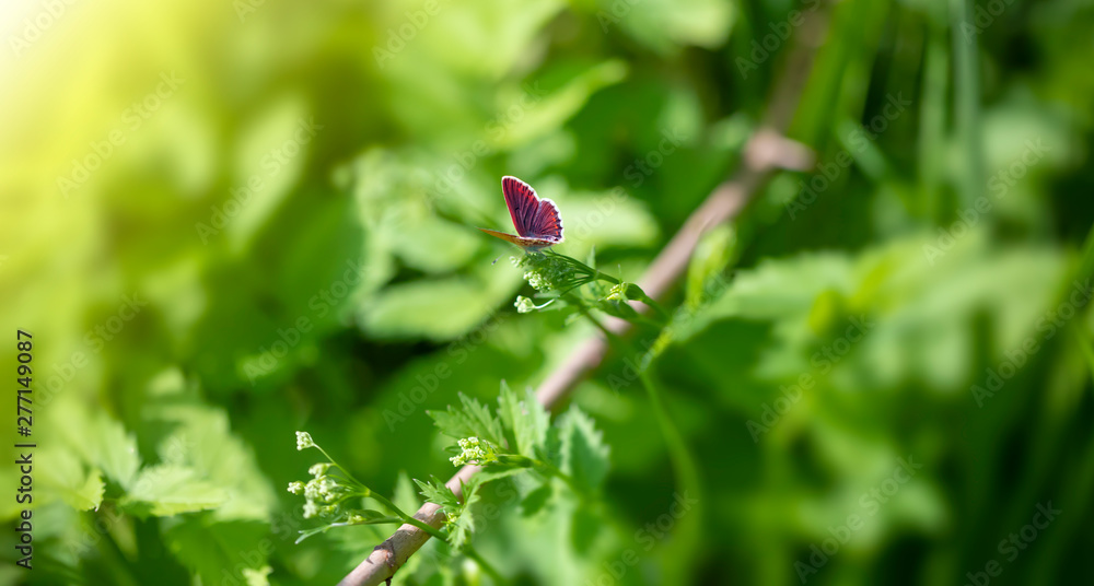 Butterfly on summer meadow grass, close-up, artistic image Butterfly on summer meadow grass, close-up, artistic image