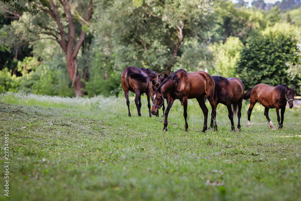 Obraz premium beautiful groomed horses on a farm