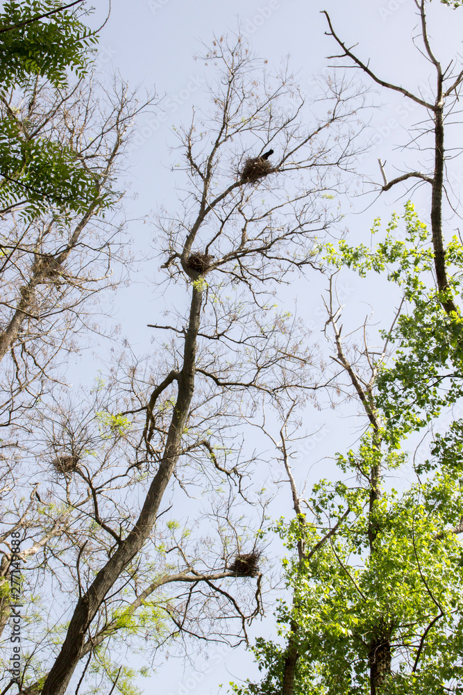 The rooks have arrived. Many birds on trees in spring. Flock of rooks sitting on the branches. Trees against the blue sky. The origin of spring. The rooks have arrived. Many birds on trees in spring. Flock of rooks sitting on the branches. Trees against the blue sky. The origin of spring.