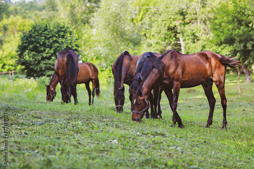 beautiful groomed horses on a farm © prohor08