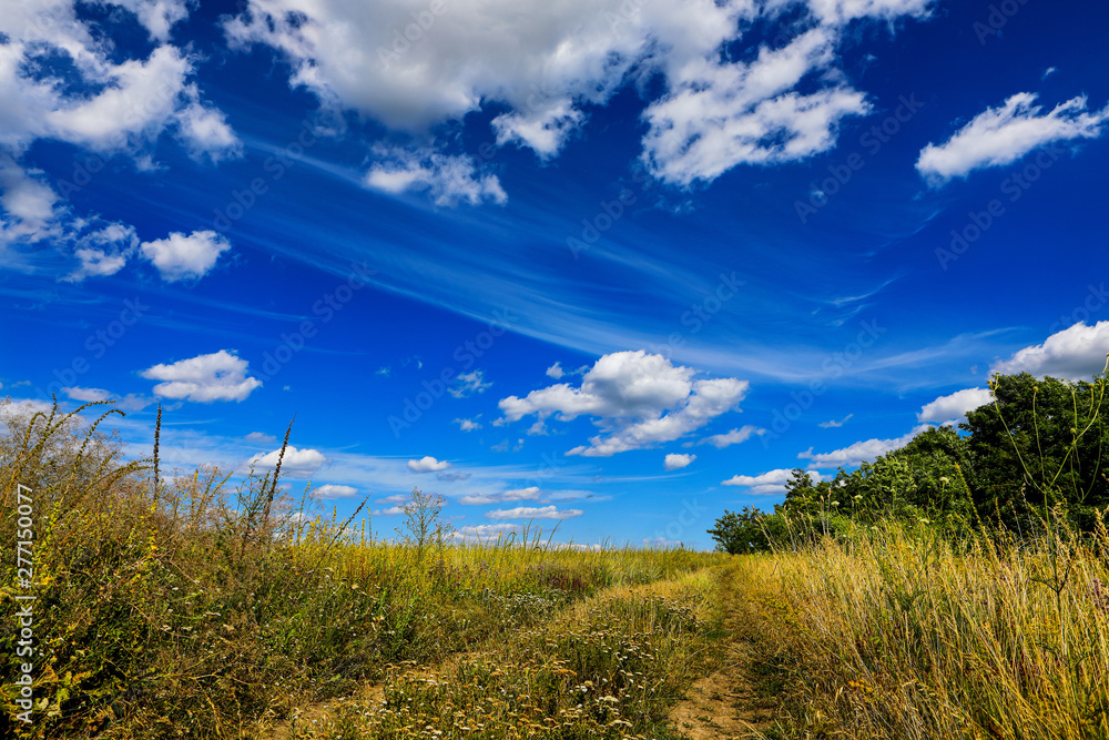 beautiful daytime summer forest landscape beautiful daytime summer forest landscape