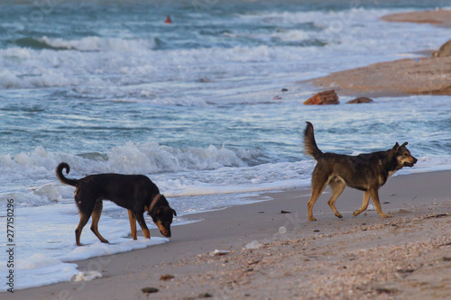 dogs on beach and sea