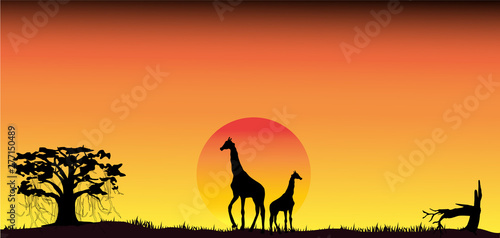 Amazing sunset and sunrise.Panorama silhouette tree in africa with sunset. Dark tree on open field dramatic sunrise.Safari theme.Giraffes , Lion , Rhino ,Birds. © Mohwet