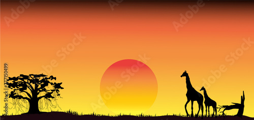 Amazing sunset and sunrise.Panorama silhouette tree in africa with sunset. Dark tree on open field dramatic sunrise.Safari theme.Giraffes   Lion   Rhino  Birds.