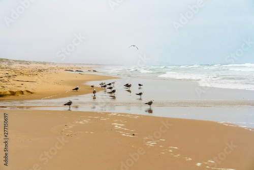 Flock of Birds on the Beach,Guadalupe-Nipomo Dunes National Wildlife Refuge, Califonia