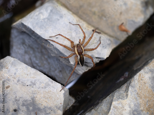 Dolomedes spider on stone in stream with leg in water 'fishing'. Commonly known as fishing, raft, dock or wharf spiders. Closeup.